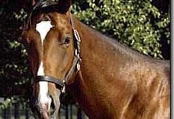 Nicanor_crop_340x234