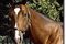 Nicanor_small