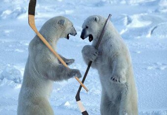 Polar_bears_hockey_crop_340x234