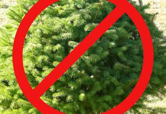 Fraser-fir_crop_340x234