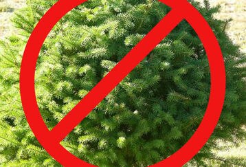Fraser-fir_feature