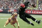 Vickdog_crop_150x100