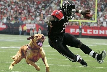 Vickdog_feature