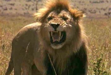 Lions-vs-everything_feature