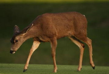 PACIFIC PALISADES, CA - FEBRUARY 20:  A deer walks on the seventh fairway during the second round of the Northern Trust Open on February 20, 2009 at Riviera Country Club in Pacific Palisades. California.  (Photo by Stephen Dunn/Getty Images)