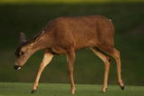 PACIFIC PALISADES, CA - FEBRUARY 20:  A deer walks on the seventh fairway during the second round of the Northern Trust Open on February 20, 2009 at Riviera Country Club in Pacific Palisades. California.  (Photo by Stephen Dunn/Getty Images)