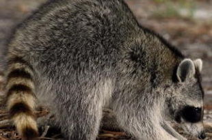 MIAMI - MARCH 19: An inquisitive Racoon inspects a golf ball beside the 1st fairway during practice for the 2008 World Golf Championships CA Championship at the Doral Golf Resort & Spa, on March 19, 2008 in Miami, Florida. (Photo by David Cannon/Getty Images)