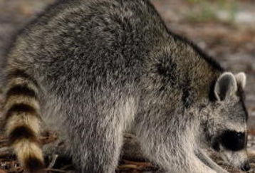 MIAMI - MARCH 19:  An inquisitive Racoon inspects a golf ball beside the 1st fairway during practice for the 2008 World Golf Championships CA Championship at the Doral Golf Resort & Spa, on March 19, 2008 in Miami, Florida.  (Photo by David Cannon/Getty Images)