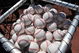 CLEARWATER, FL - MARCH 2:  New baseballs with gold logos fill a batting practice basket as the USA World Baseball Classic team  practices March 2, 2009 at Bright House Field in Clearwater, Florida.  (Photo by Al Messerschmidt/Getty Images)