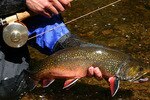 Brooktrout_crop_150x100
