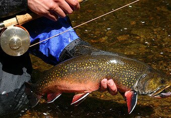 Brooktrout_crop_340x234