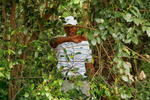 AUGUSTA, GA - APRIL 11:  Tiger Woods prepares to play a shot from the foliage on the second hole during the third round of the 2009 Masters Tournament at Augusta National Golf Club on April 11, 2009 in Augusta, Georgia.  (Photo by Andrew Redington/Getty Images)