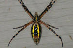 Black_and_yellow_argiope_small_crop_150x100