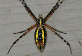 Black_and_yellow_argiope_small_crop_340x234