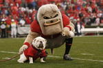 ATHENS, GA - NOVEMBER 29:  Georgia Bulldogs mascots Hairy Dawg (R) and UGA VII pose together for photos before the game against the Georgia Tech Yellow Jackets at Sanford Stadium on November 29, 2008 in Athens, Georgia.  The Yellow Jackets defeated the Bulldogs 45-42.  (Photo by Mike Zarrilli/Getty Images)