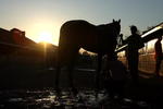 LOUISVILLE, KY - APRIL 25:  Musket Man held by trainer Derek Ryan is washed by Mario Rodriquez in the barn area during the morning training for the 135th Kentucky Derby at Churchill Downs on April 25, 2009 in Louisville, Kentucky.  (Photo by Andy Lyons/Getty Images)