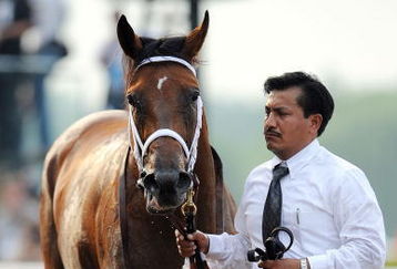 ELMONT, NY - JUNE 07:  Big Brown is led down the track after the 140th running of the Belmont Stakes at Belmont Park on June 7, 2008 in Elmont, New York.  (Photo by Jeff Zelevansky/Getty Images)