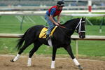 LOUISVILLE, KY - APRIL 30: I Want Revenge runs on the track during the morning training for the 135th Kentucky Derby at Churchill Downs on April 30, 2009 in Louisville, Kentucky.  (Photo by Andy Lyons/Getty Images)