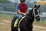 LOUISVILLE, KY - APRIL 30:  I Want Revenge walks on the track during the morning training for the 135th Kentucky Derby at Churchill Downs on April 30, 2009 in Louisville, Kentucky.  (Photo by Andy Lyons/Getty Images)
