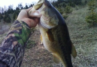 Niklas_fish_4_crop_340x234