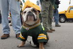 GREEN BAY, WI - NOVEMBER 11: A fan of Brett Favre #4  poses before the game between the Green Bay Packers and the Minnesota Vikings on November 11, 2007 at Lambeau Field in Green Bay, Wisconsin. (Photo by Jonathan Daniel/Getty Images)