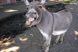 Brayingdonkey-2_more_feature