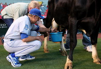 ANAHEIM, CA - MAY 08:  First base coach Rusty Kuntz of the Kansas City Royals participates in the Angels' annual cow milking contest before the game with the Los Angeles Angels of Anaheim on May 8, 2009 at Angel Stadium in Anaheim, California.  (Photo by Stephen Dunn/Getty Images)