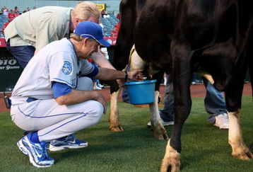 ANAHEIM, CA - MAY 08:  First base coach Rusty Kuntz of the Kansas City Royals participates in the Angels' annual cow milking contest before the game with the Los Angeles Angels of Anaheim on May 8, 2009 at Angel Stadium in Anaheim, California.  (Photo by Stephen Dunn/Getty Images)