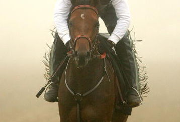 BALTIMORE - MAY 15:  Kentucky Derby winner Mine That Bird, riden by Charlie Figueroa, on the track in preparation for the 134th Prerakness Stakes at Pimlico Race Course on May 15, 2009 in Baltimore, Maryland.  (Photo by Matthew Stockman/Getty Images)