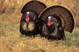 Wildturkeys_more_feature