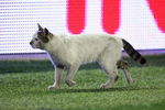 ISTANBUL, TURKEY - MAY 20:  A cat wanders along the touchline during the UEFA Cup Final between Shakhtar Donetsk and Werder Bremen at the Sukru Saracoglu Stadium on May 20, 2009 in Istanbul, Turkey.  (Photo by Mike Hewitt/Getty Images)