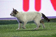 ISTANBUL, TURKEY - MAY 20:  A cat wanders along the touchline during the UEFA Cup Final between Shakhtar Donetsk and Werder Bremen at the Sukru Saracoglu Stadium on May 20, 2009 in Istanbul, Turkey.  (Photo by Mike Hewitt/Getty Images)
