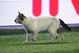 ISTANBUL, TURKEY - MAY 20:  A cat wanders along the touchline during the UEFA Cup Final between Shakhtar Donetsk and Werder Bremen at the Sukru Saracoglu Stadium on May 20, 2009 in Istanbul, Turkey.  (Photo by Mike Hewitt/Getty Images)
