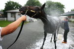 ELMONT, NY - JUNE 05:  Charitable Man gets a bath after a training session  in preparation for The Belmont Stakes on June 5, 2009 in Elmont, New York.  (Photo by Al Bello/Getty Images)