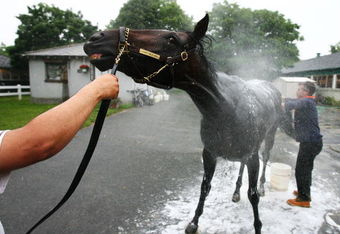 ELMONT, NY - JUNE 05:  Charitable Man gets a bath after a training session  in preparation for The Belmont Stakes on June 5, 2009 in Elmont, New York.  (Photo by Al Bello/Getty Images)