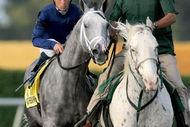 KEY BISCAYNE, FL - MARCH 28:  Dunkirk ridden by jockey Garrett Gomes is led to the starters gate before racing in the Florida Derby at Gulfstream Park on March 28, 2009 in Hallandale Beach, Florida.  (Photo by Matthew Stockman/Getty Images)