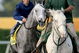 KEY BISCAYNE, FL - MARCH 28:  Dunkirk ridden by jockey Garrett Gomes is led to the starters gate before racing in the Florida Derby at Gulfstream Park on March 28, 2009 in Hallandale Beach, Florida.  (Photo by Matthew Stockman/Getty Images)