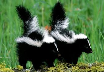 Skunks_crop_340x234