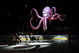 DETROIT - JUNE 06: A giant octopus is lowered to the ice during pregame before the Detroit Red Wings face the Pittsburgh Penguins during Game Five of the 2009 NHL Stanley Cup Finals at Joe Louis Arena on June 6, 2009 in Detroit, Michigan. (Photo by Harry How/Getty Images)