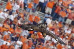 AUBURN, AL - OCTOBER 23:  Auburn University's War Eagle VI gracefully soars onto the field before the home football game between the Auburn University Tigers and the University of Kentucky Wildcats on October 23, 2004 at Jordan-Hare stadium in Auburn, Alabama.  Auburn defeated Kentucky 41-10.  (Photo by Chris Graythen/Getty Images)