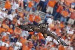 AUBURN, AL - OCTOBER 23:  Auburn University's War Eagle VI gracefully soars onto the field before the home football game between the Auburn University Tigers and the University of Kentucky Wildcats on October 23, 2004 at Jordan-Hare stadium in Auburn, Alabama.  Auburn defeated Kentucky 41-10.  (Photo by Chris Graythen/Getty Images)
