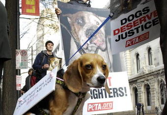 RICHMOND, VA - DECEMBER 10:  Animals rights activists and Frankie the dog wait outside a sentencing hearing for Atlanta Falcons quarterback Michael Vick in federal court December 10, 2007 in Richmond, Virginia. Vick and three associates pleaded guilty to charges related to their roles running an interstate dogfighting ring.  (Photo by Jonathan Ernst/Getty Images)