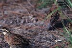 Quail_crop_150x100