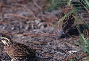 Quail_crop_340x234