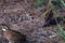 Quail_small