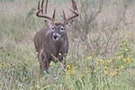 Mexico_buck_crop_150x100