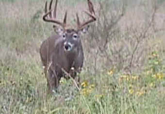 Mexico_buck_crop_340x234