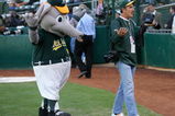OAKLAND, CA - OCTOBER 10: Oakland Athletics mascot mimmicks team photographer Michael Zagaris gestures before the start of Game One of the American League Championship Series between the Oakland Athletics and  the Detroit Tigers on October 10, 2006 at McAfee Coliseum in Oakland, California.   (Photo by Stephen Dunn/Getty Images)