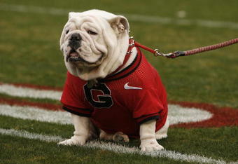 ATHENS, GA - NOVEMBER 29:  Georgia Bulldogs mascot UGA VII sits on the field before the game against the Georgia Tech Yellow Jackets at Sanford Stadium on November 29, 2008 in Athens, Georgia.  The Yellow Jackets defeated the Bulldogs 45-42.  (Photo by Mike Zarrilli/Getty Images)
