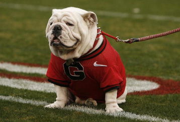 ATHENS, GA - NOVEMBER 29:  Georgia Bulldogs mascot UGA VII sits on the field before the game against the Georgia Tech Yellow Jackets at Sanford Stadium on November 29, 2008 in Athens, Georgia.  The Yellow Jackets defeated the Bulldogs 45-42.  (Photo by Mike Zarrilli/Getty Images)